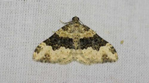 Réf. 255 252 : Epirrhoe galiata
